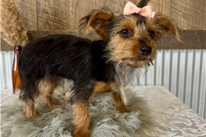 Lexi - Yorkshire Terrier - Yorkie for sale