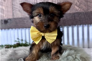 Hudson - Yorkshire Terrier - Yorkie for sale