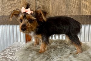 Lexi - Yorkshire Terrier - Yorkie for sale