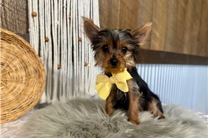 Astro - Yorkie for sale