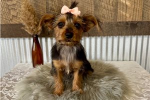 Lexi - Yorkshire Terrier - Yorkie for sale