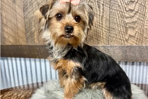 Millie - Yorkshire Terrier - Yorkie for sale