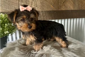 Liana - Yorkshire Terrier - Yorkie for sale