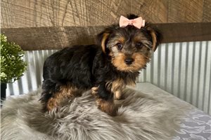 Liana - Yorkshire Terrier - Yorkie for sale