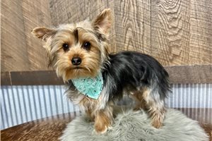 Milton - Yorkshire Terrier - Yorkie for sale