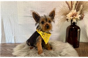 Astro - Yorkie for sale