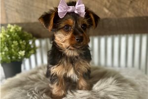 Libby - Yorkshire Terrier - Yorkie for sale
