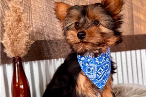 Hudson - Yorkshire Terrier - Yorkie for sale