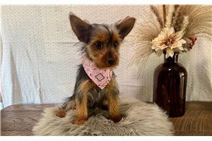 Annamae - Yorkie for sale