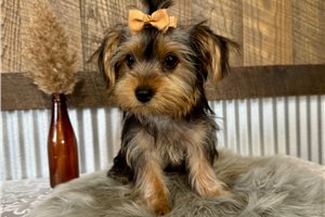 Liana - Yorkshire Terrier - Yorkie for sale