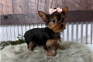 Hailey - Yorkshire Terrier - Yorkie for sale