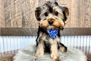 Gabriel - Yorkshire Terrier - Yorkie for sale