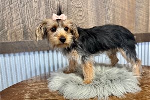 Margaret - Yorkshire Terrier - Yorkie for sale