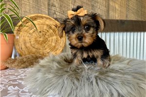 Annie - Yorkshire Terrier - Yorkie for sale