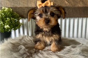 Leyara - Yorkshire Terrier - Yorkie for sale