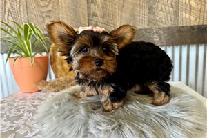 Annabella - Yorkshire Terrier - Yorkie for sale