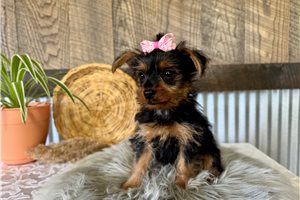Annamae - Yorkshire Terrier - Yorkie for sale