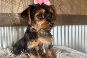 Lexi - Yorkshire Terrier - Yorkie for sale