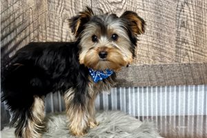 Gabriel - Yorkshire Terrier - Yorkie for sale