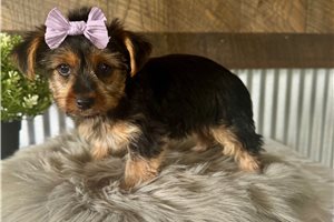 Libby - Yorkshire Terrier - Yorkie for sale