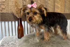 Libby - Yorkshire Terrier - Yorkie for sale