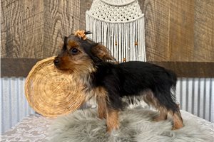 Annamae - Yorkie for sale