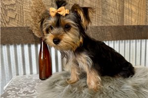 Liana - Yorkshire Terrier - Yorkie for sale