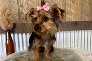 Libby - Yorkshire Terrier - Yorkie for sale