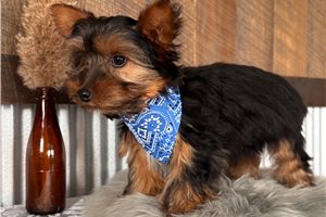 Hudson - Yorkshire Terrier - Yorkie for sale