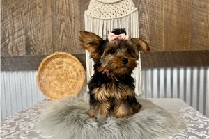 Annabella - Yorkshire Terrier - Yorkie, placed in South Bend / Michiana