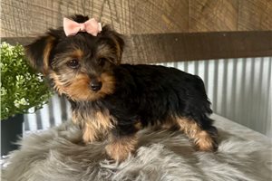 Liana - Yorkshire Terrier - Yorkie for sale