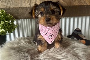 Lettie - Yorkshire Terrier - Yorkie for sale