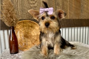Leyara - Yorkshire Terrier - Yorkie for sale