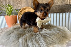 Astro - Yorkshire Terrier - Yorkie for sale