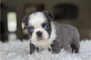 Callie - French Bulldog for sale