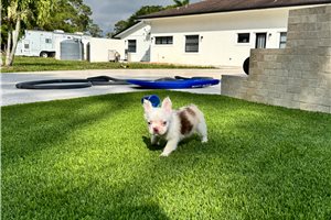 Alexander - French Bulldog for sale