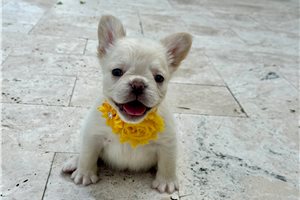 Cadence - French Bulldog for sale