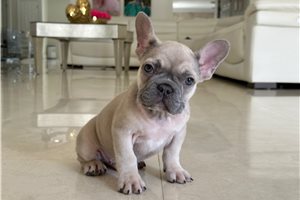Emiliano - French Bulldog for sale