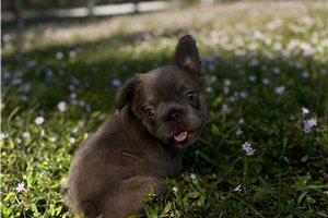 Aurora - French Bulldog for sale