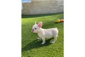 Jay - French Bulldog for sale