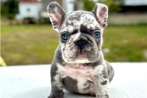 Bernard - puppy for sale