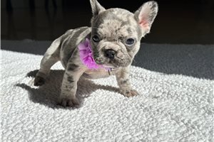 Ember - French Bulldog for sale