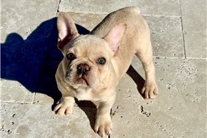 Rita - French Bulldog for sale