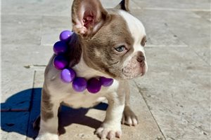 Aria - French Bulldog for sale