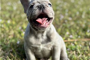 Bugs - French Bulldog for sale