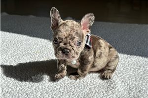 Lorenzo - French Bulldog for sale