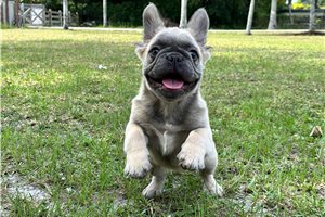 Chad - French Bulldog for sale