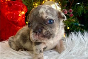 Bennington - puppy for sale
