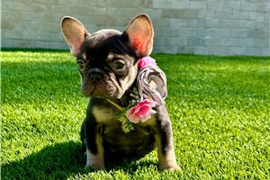 Cecile - French Bulldog for sale