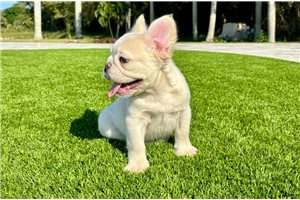 Bolt - puppy for sale